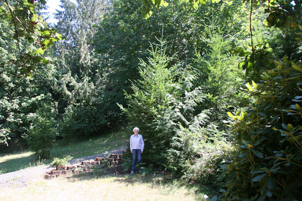 Douglas Fir