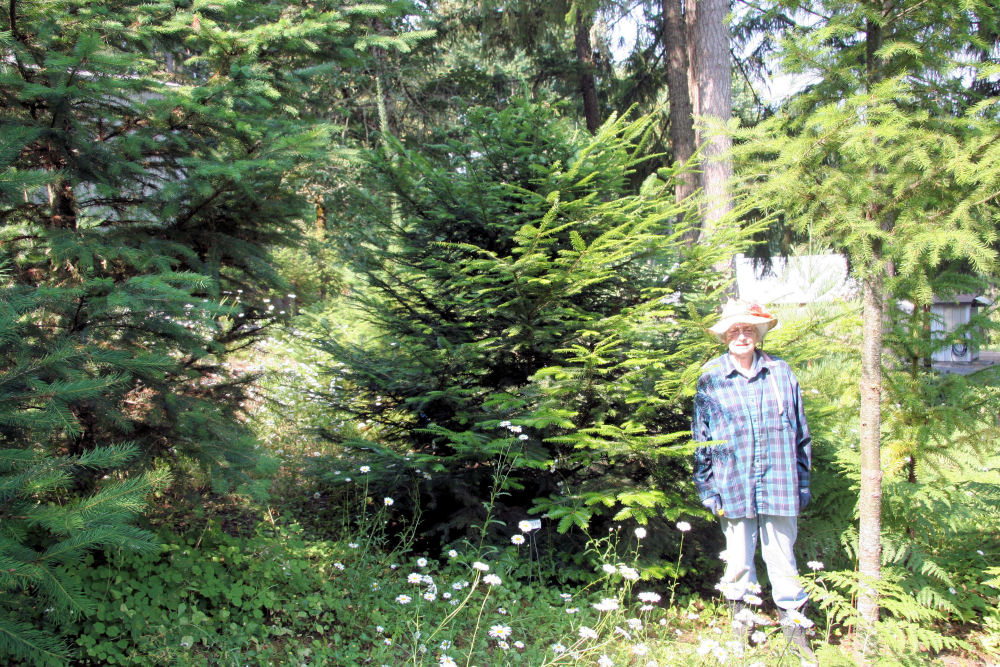 Grand Fir at Our Pleasant Hill Oregon Home
