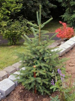 Noble Fir