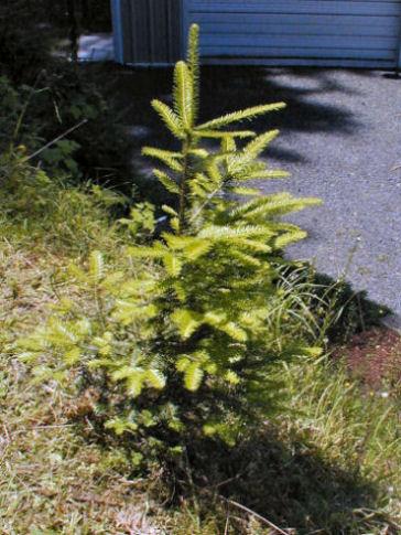 Pacific Silver Fir - Red Silver Fir