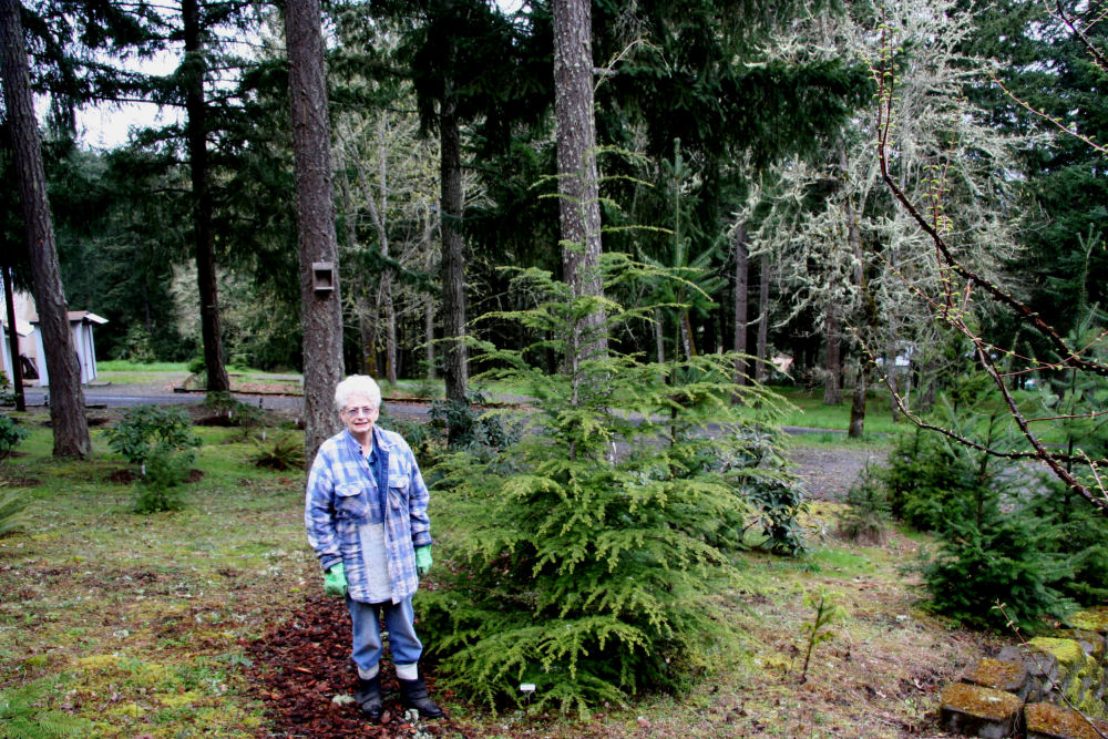 Western Hemlock at Our Pleasant Hill Oregon Home