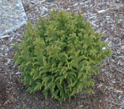 San Jose Juniper