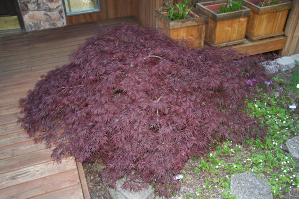 Japanese Maple