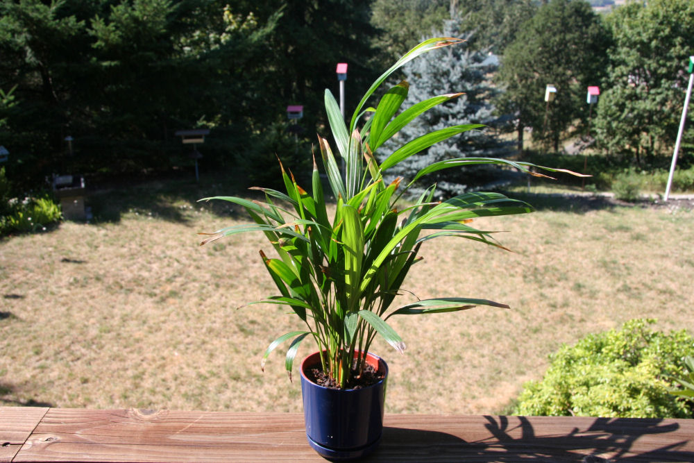 Areca Palm at Our Pleasant Hill Oregon Home