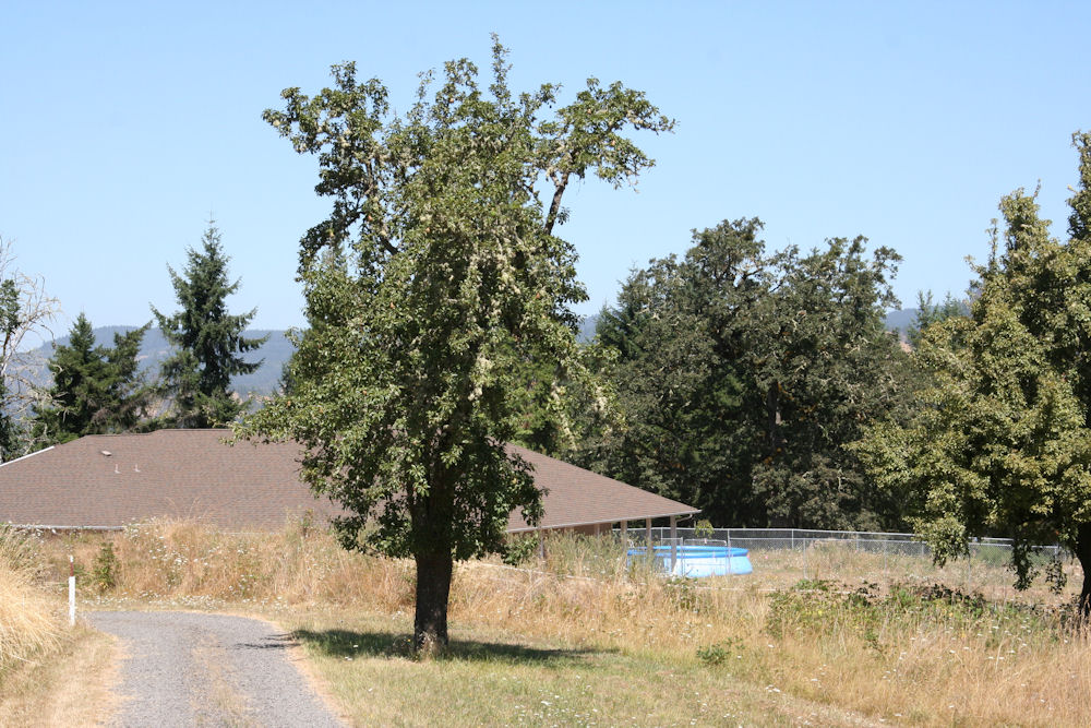 Winter Pear at Our Pleasant Hill Oregon Home