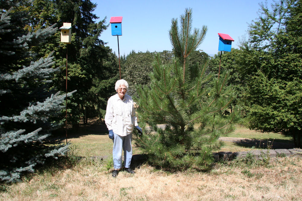 Austrian Black Pine at Our Pleasant Hill Oregon Home