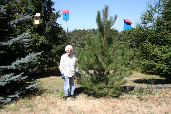 Austrian Black Pine