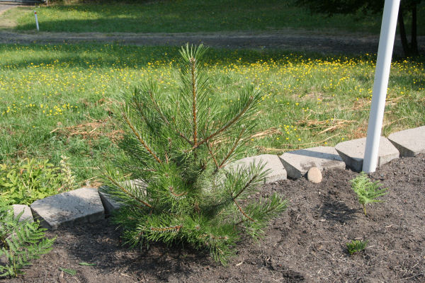 Austrian Black Pine