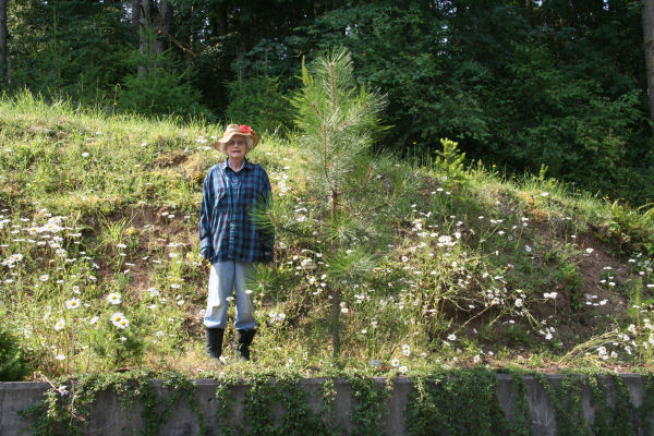 Ponderosa Pine - Western Yellow Pine