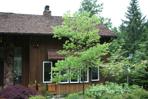 Eastern Redbud