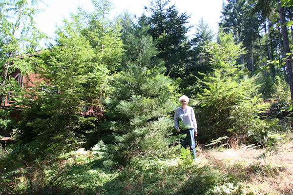 Giant Sequoia