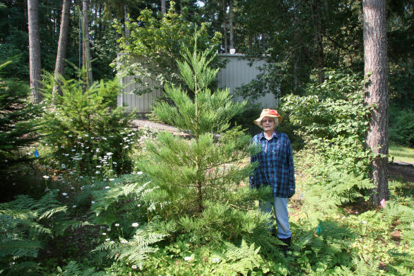 Giant Sequoia