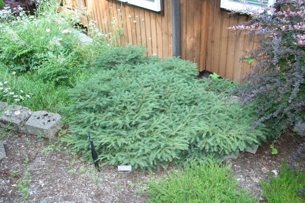 Bird's Nest Spruce