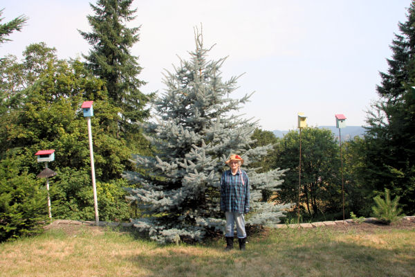 Blue Spruce