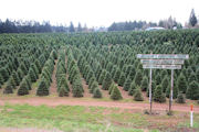 Christmas Trees