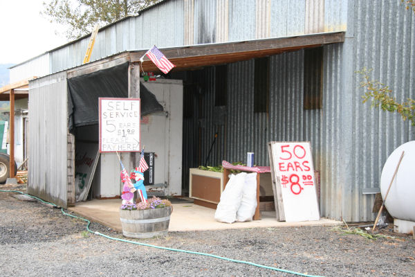 Corn for Sale 