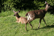 Friendly Deer 37