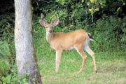 Our Buck 83