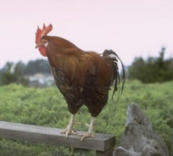 Barn, Chicken House and Chickens