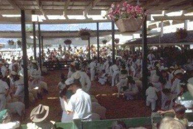 4H County Fair Sheep Auction