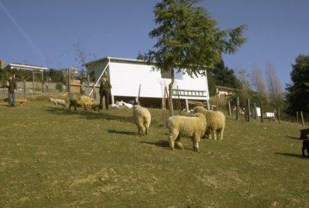 Chet and Landon with the Sheep