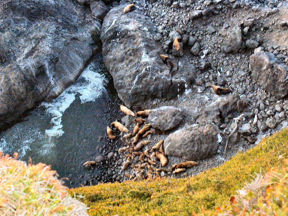 Sea Lions on Beach