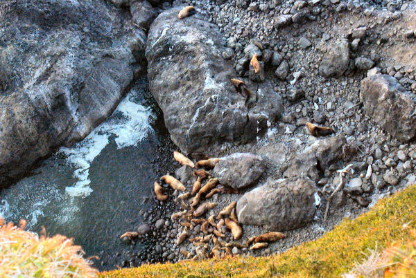 Sea Lions below