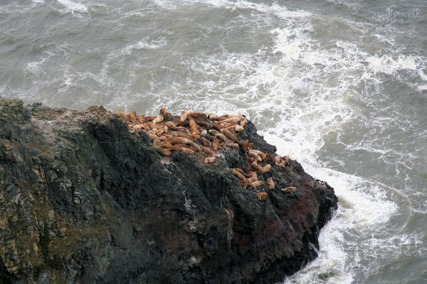 Sea Lions on Rock