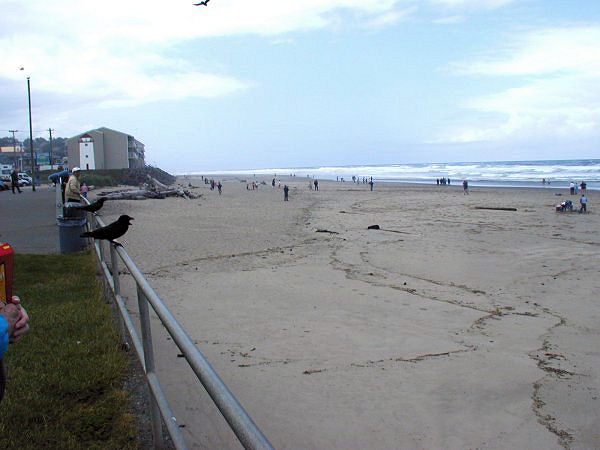 Beach at D River Wayside