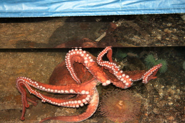 Pictures Of Giant Pacific Octopus - Free Giant Pacific Octopus pictures 