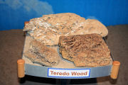 Teredo Worms