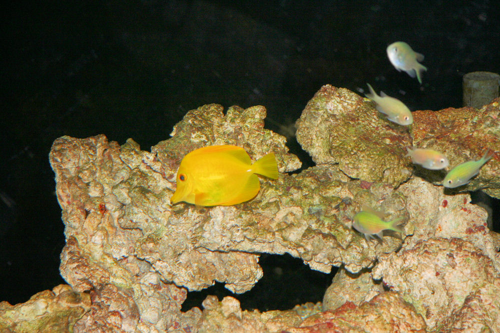 Hatfield Marine Science Center, Newport Oregon