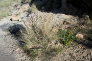 Beach Grass