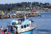 Sea Lions