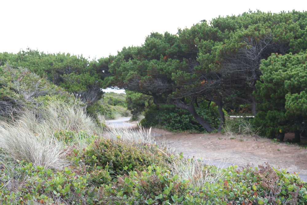 Path to the Beach