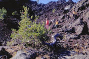 New Trees
