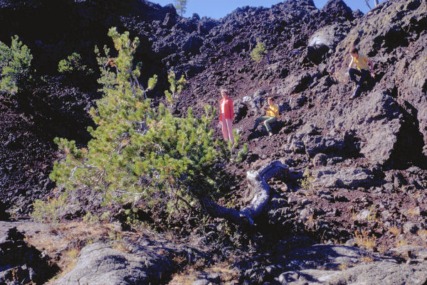 New Trees