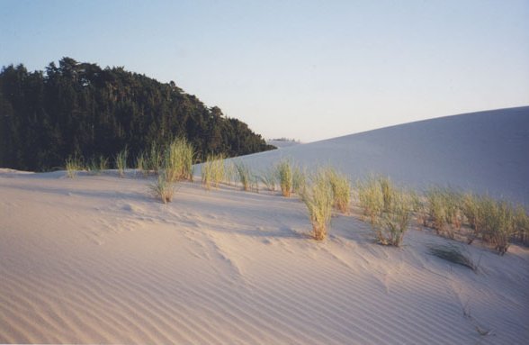 Oregon Coastal Sand Dunes