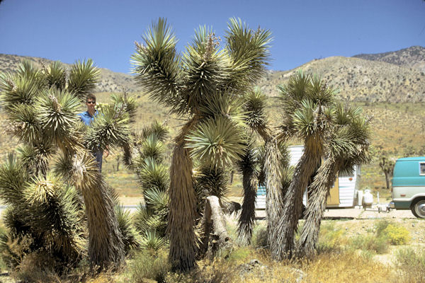 Joshua Trees