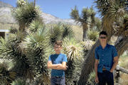 Joshua Trees