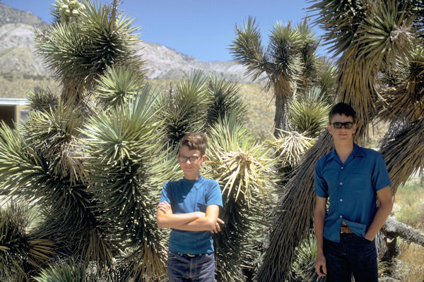 Joshua Trees