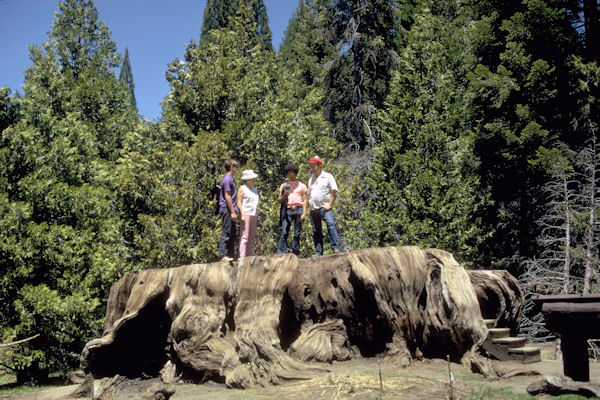 Giant Stump