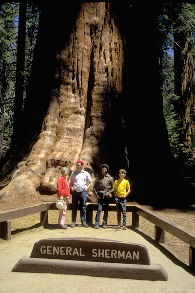 General Sherman Tree