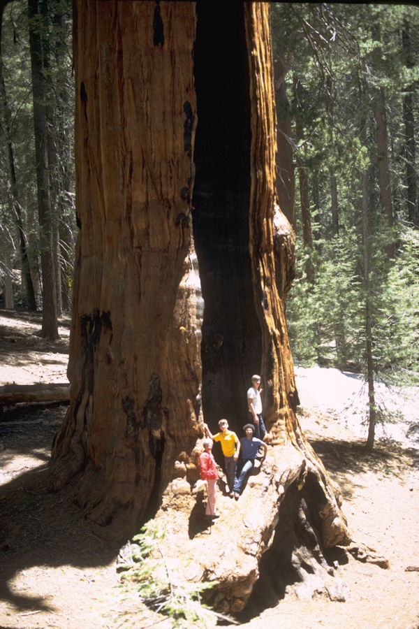 Sequoia and Kings Canyon National Parks 