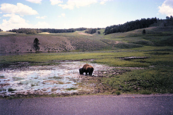Bison