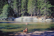 Rafting Merced River