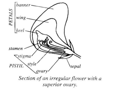 Irregular Flower with a Superior Ovary