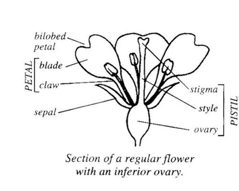  Regular Flower with a Inferior Ovary