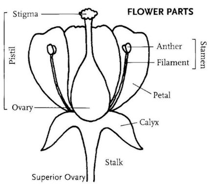 Superior Ovary 