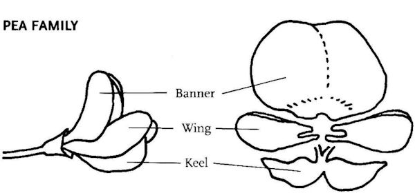  Pea Family Parts and Names